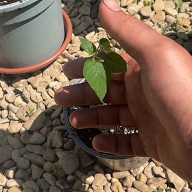 Photo of the plant species Tomatillo 'Tamayo' by @CaringSedge92 named da Vinci on Greg, the plant care app