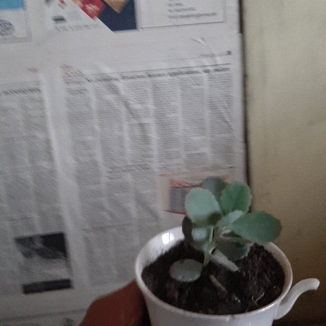 Photo of the plant species Flower Dust Plant by @BeamingOxlip93 named ChloroPhil on Greg, the plant care app