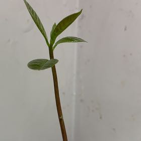 Photo of the plant species Persicaria Longiseta by @CoolPuriri94 named Kobe on Greg, the plant care app