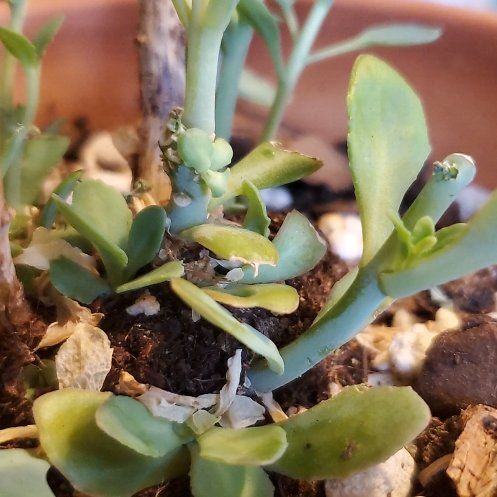 Photo of the plant species Spear Head Senecio by @ZealParsley89 named Kristen DiMera--Ice Plant? on Greg, the plant care app