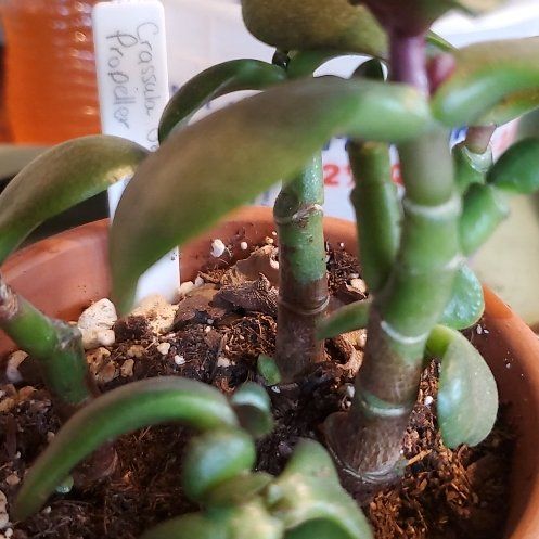 Photo of the plant species Propeller Jade by @ZealParsley89 named Morgan Treeman on Greg, the plant care app