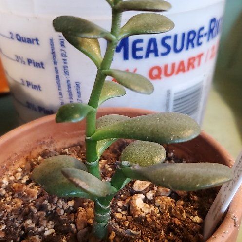 Photo of the plant species Compact Jade by @ZealParsley89 named Rhett on Greg, the plant care app