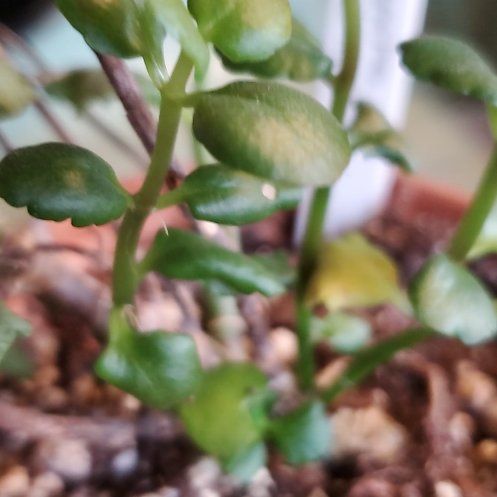 Photo of the plant species Kalanchoe 'Audrey' by @ZealParsley89 named Audrey on Greg, the plant care app