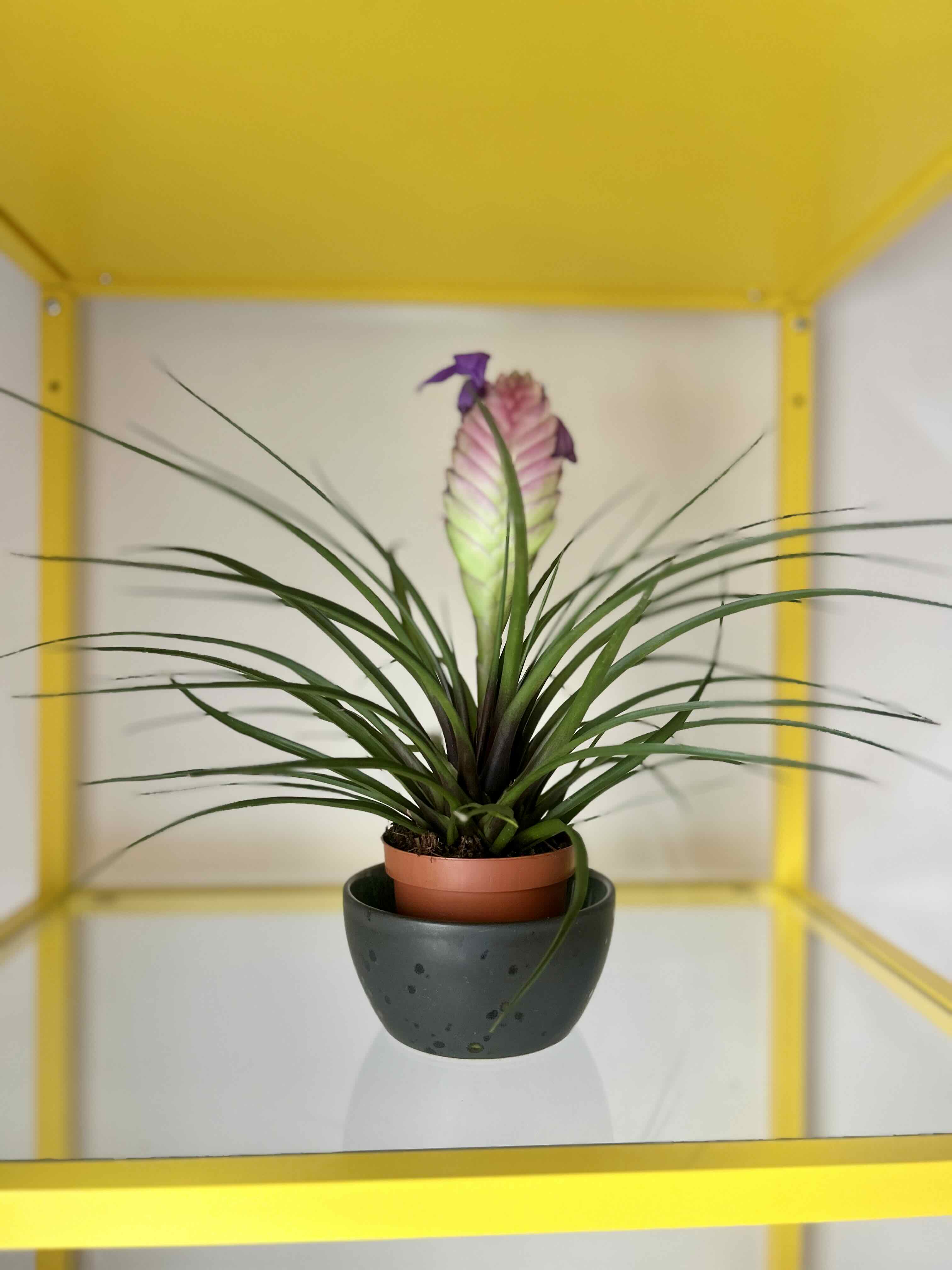 Tillandsia cyanea
