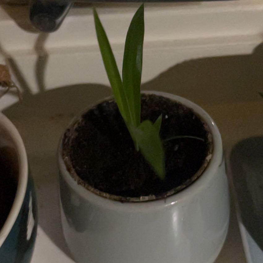 Photo of the plant species Tradescantia 'Sweet Kate' by @UberSoybean61 named Coco on Greg, the plant care app