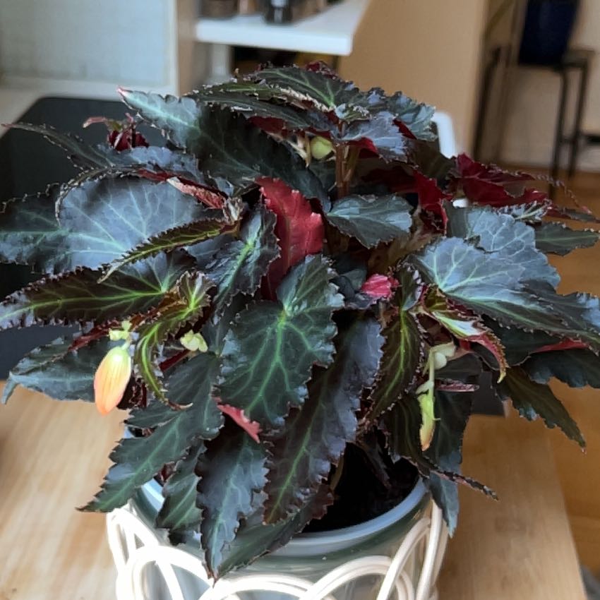 Photo of the plant species Begonia boliviensis by @UberSoybean61 named Curie on Greg, the plant care app