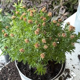 Photo of the plant species Aster by @ThrilledPecan named ChloroPhil on Greg, the plant care app