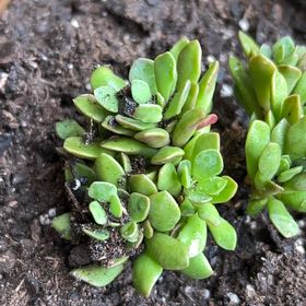 Photo of the plant species Creeping Coprosma by @RadCasimiroa53 named Dax on Greg, the plant care app