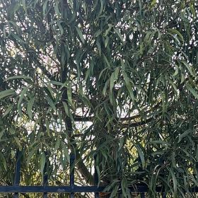 Photo of the plant species African Sumac by @WinTawa57 named Pax on Greg, the plant care app