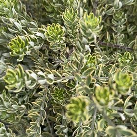 Photo of the plant species Variegated Coast Rosemary by @LordlyPeanut46 named Tupot amaroot on Greg, the plant care app