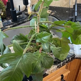 Photo of the plant species Hairy Philodendron by @FavoredSucc96 named Keanu Leaves on Greg, the plant care app