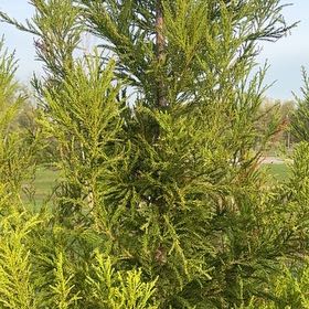 Photo of the plant species Japanese Cedar by @QuirkyPinkruby4 named Achilles on Greg, the plant care app