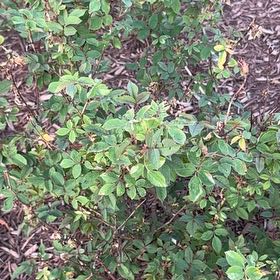 Photo of the plant species Nootka Rose by @QuirkyPinkruby4 named Naomi on Greg, the plant care app