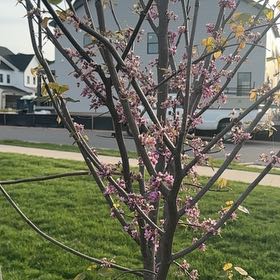 Photo of the plant species Mexican Redbud by @QuirkyPinkruby4 named Aristotle on Greg, the plant care app