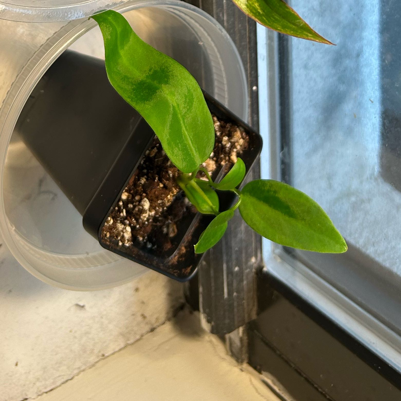 Photo of the plant species Pallidiforum 'Guayusa' by @PositiveOnion18 named Strapping Lad on Greg, the plant care app