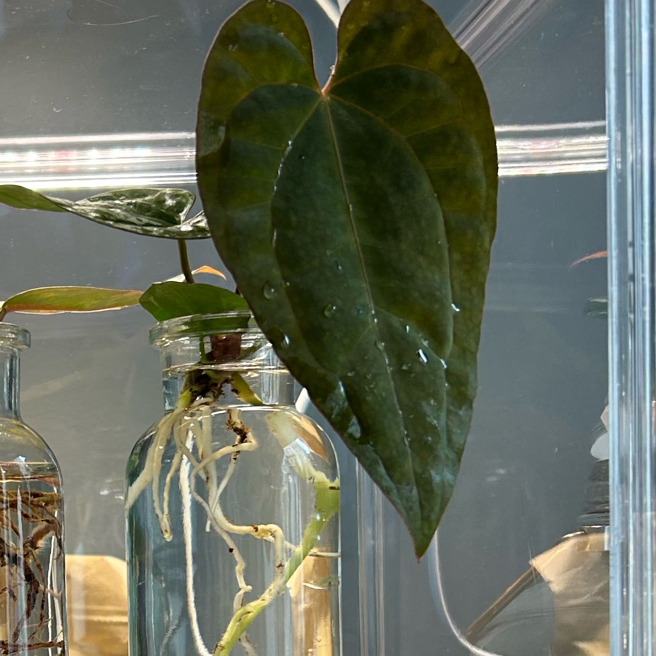 Photo of the plant species Anthurium Bvep by @PositiveOnion18 named Tall, Dark, Handsome ((BVEP x AOS x bvep oliver) on Greg, the plant care app