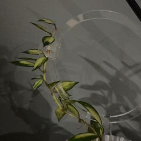 Photo of the plant species Variegated Hoya lacunosa by @PositiveOnion18 named Forrest on Greg, the plant care app