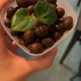 Photo of the plant species Anthurium King of Spades by @PositiveOnion18 named Hu on Greg, the plant care app