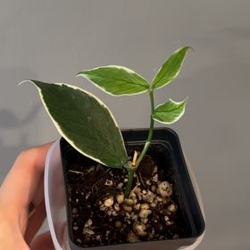Photo of the plant species Broget Hoya by @PositiveOnion18 named Hemingway on Greg, the plant care app