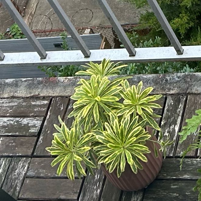Photo of the plant species Euphorbia margaretae by @PositiveOnion18 named Messi on Greg, the plant care app