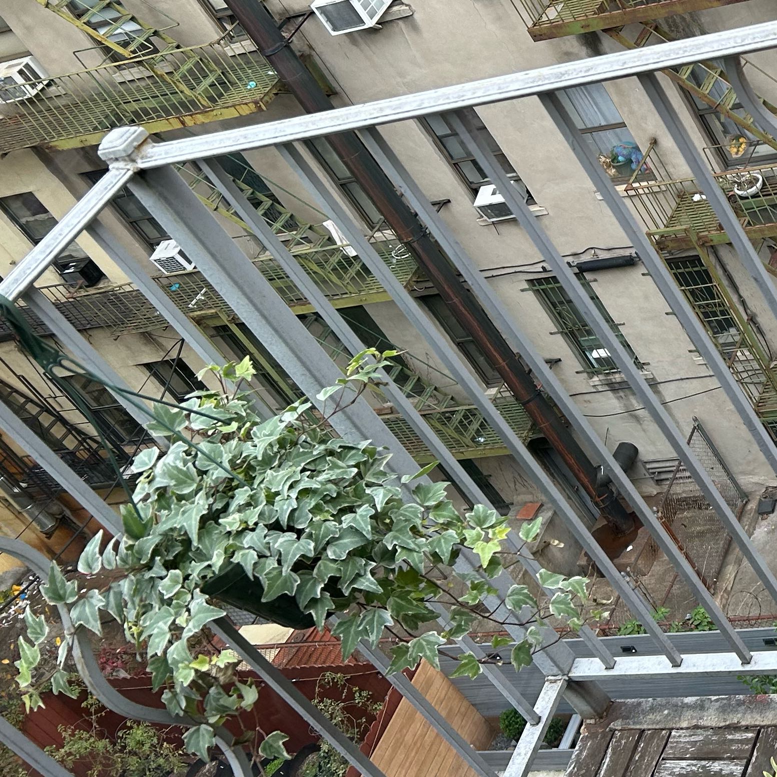 Photo of the plant species English Ivy variegated by @PositiveOnion18 named Kale on Greg, the plant care app