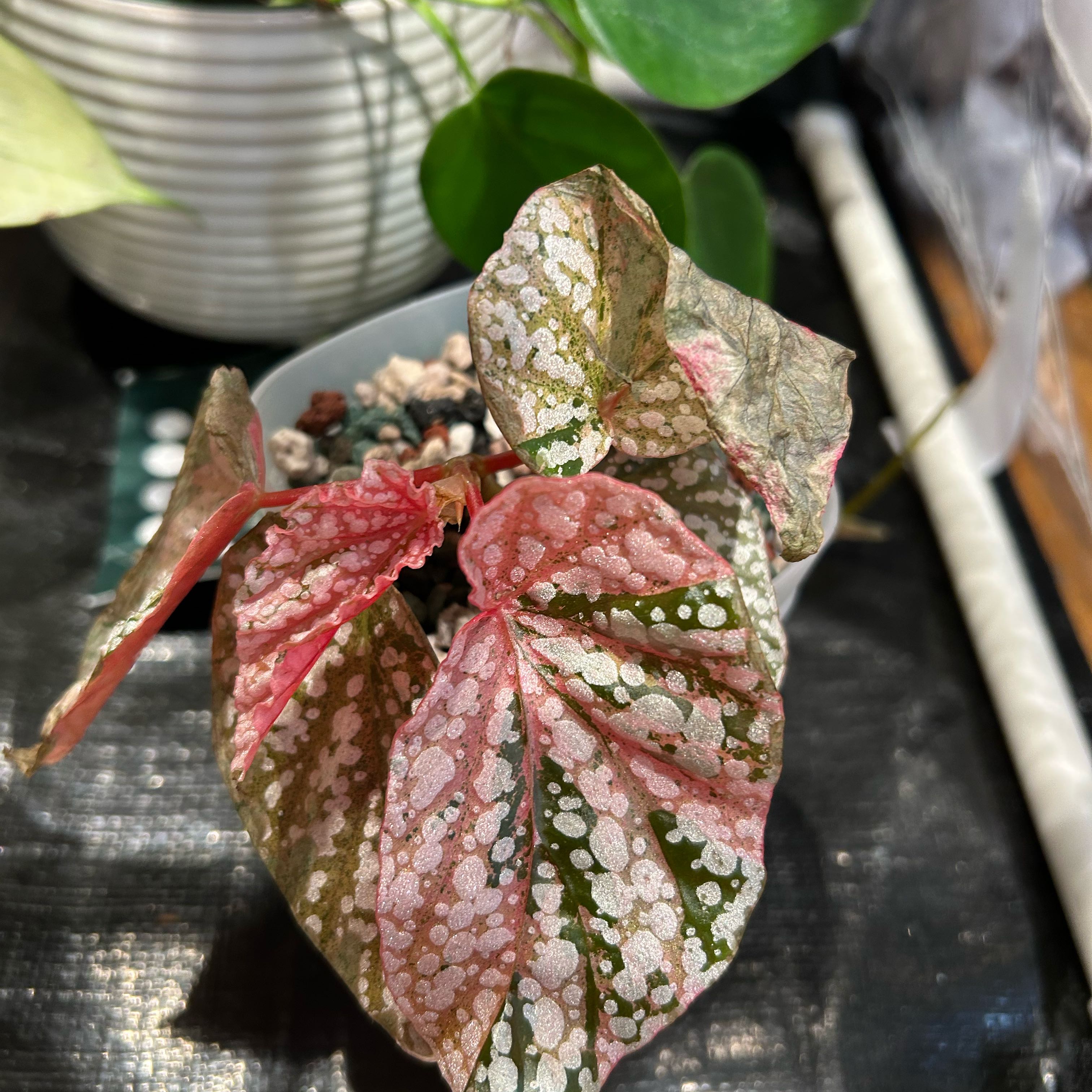 Photo of the plant species Begonia rex-cultorum 'Snow Capped' by @PositiveOnion18 named Achilles on Greg, the plant care app