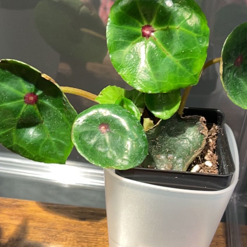 Photo of the plant species Red Ruby Begonia by @PositiveOnion18 named Beckham on Greg, the plant care app