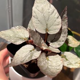 Photo of the plant species Begonia Silver Limbo by @PositiveOnion18 named Robert Plant on Greg, the plant care app