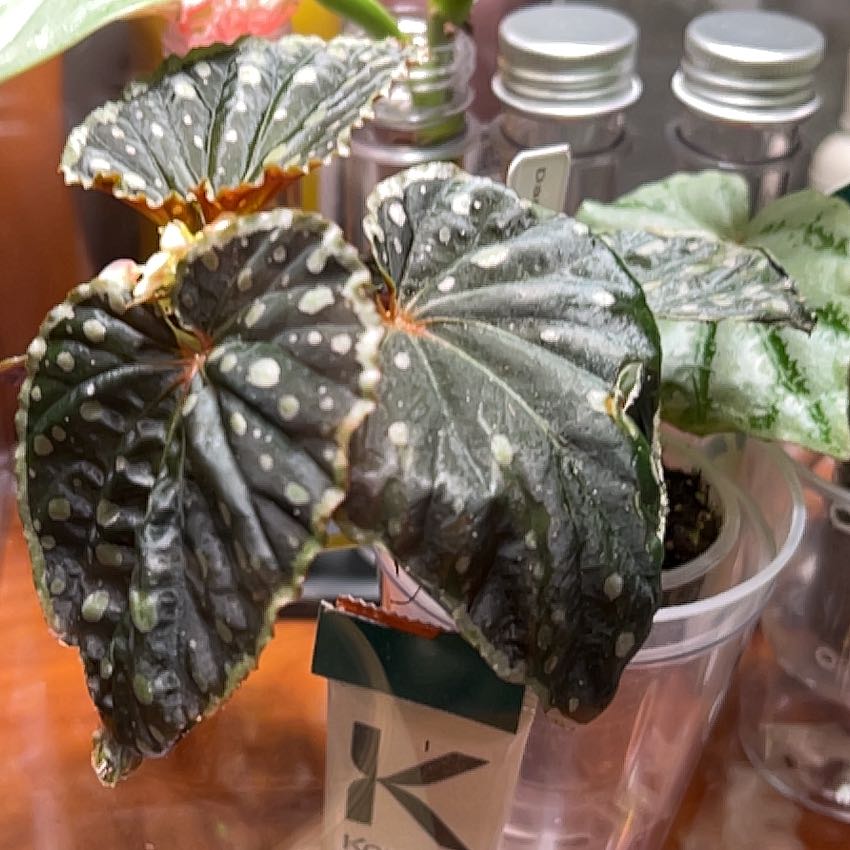 Photo of the plant species Darth Vader Begonia by @PositiveOnion18 named darth x malachostita on Greg, the plant care app