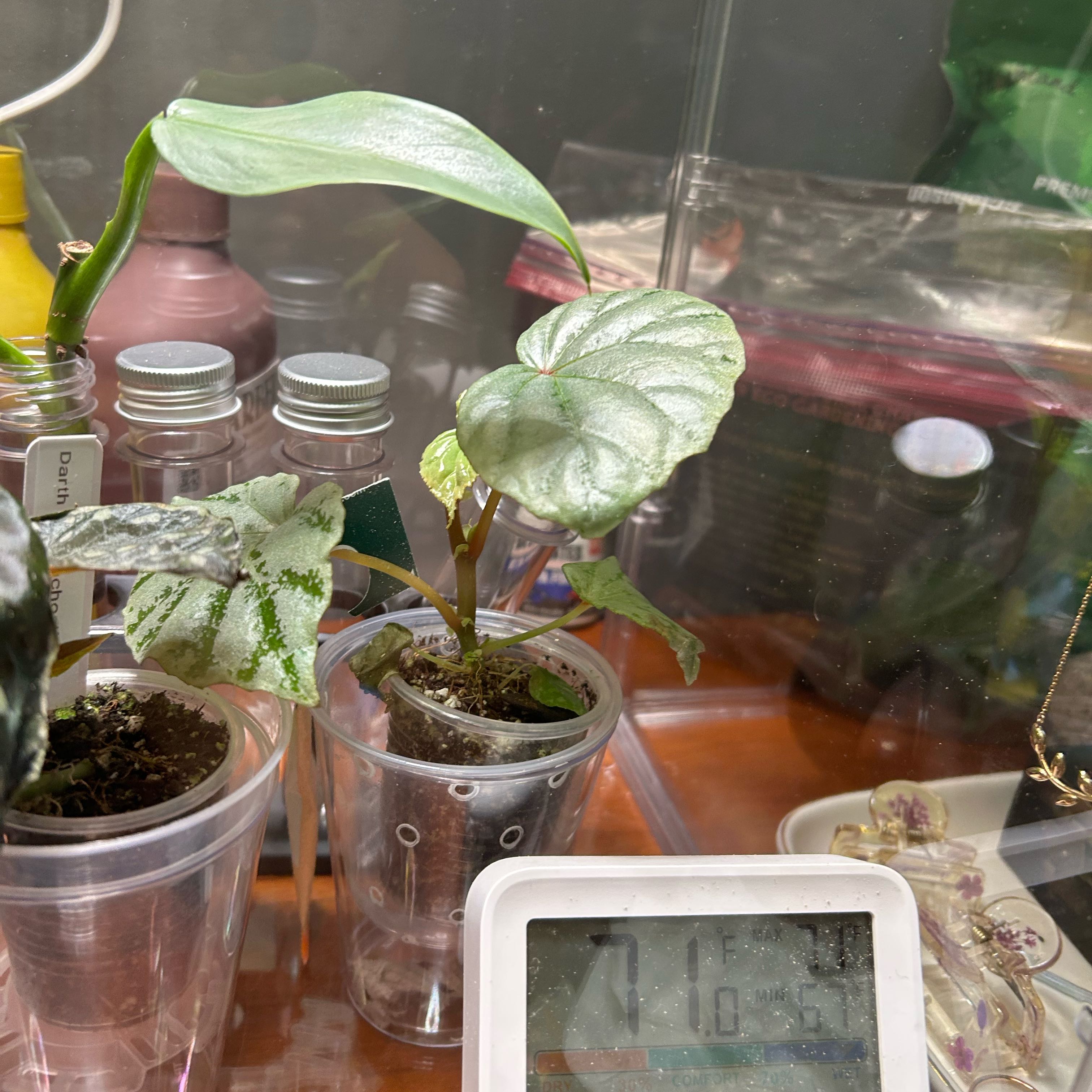Photo of the plant species Begonia libera by @PositiveOnion18 named lidi on Greg, the plant care app
