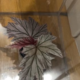 Photo of the plant species Cane Begonia by @PositiveOnion18 named begonia lamoon on Greg, the plant care app