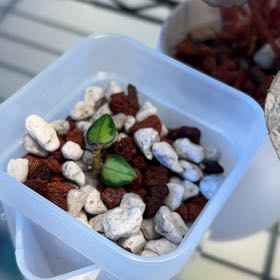 Photo of the plant species Hoya Chinghungensis by @PositiveOnion18 named tiny on Greg, the plant care app