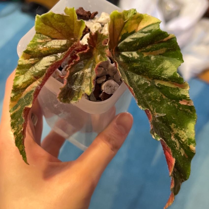 Photo of the plant species Begonia 'Ginny Galaxy' by @PositiveOnion18 named Aria on Greg, the plant care app