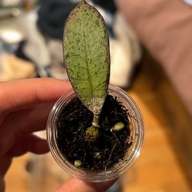 Photo of the plant species Hoya gunung gading ‘Ghost’ by @PositiveOnion18 named Cleopatra on Greg, the plant care app