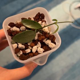Photo of the plant species Hoya Lima Splash by @PositiveOnion18 named lima silver on Greg, the plant care app