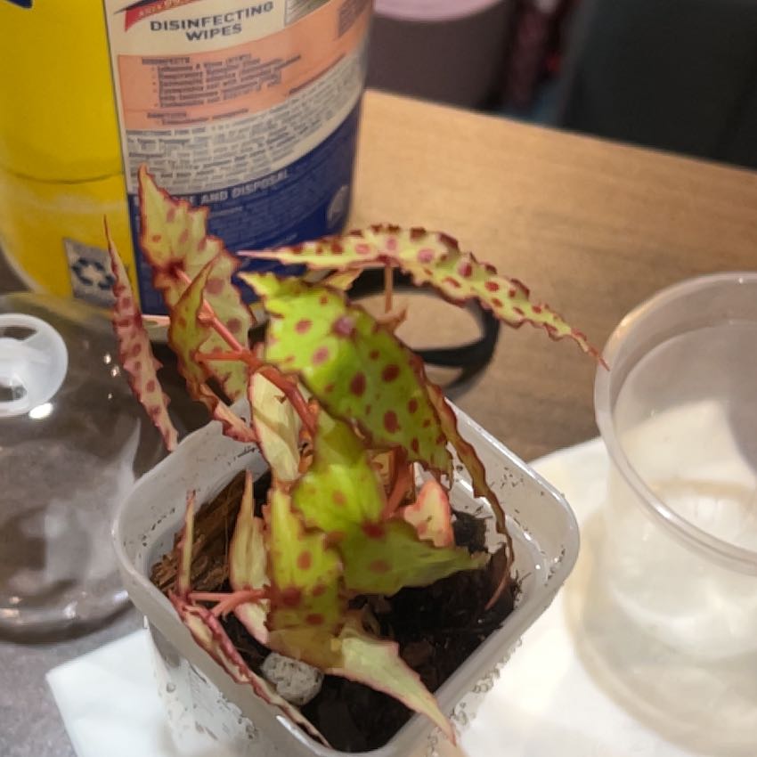 Photo of the plant species Begonia amphioxus by @PositiveOnion18 named Rosa on Greg, the plant care app