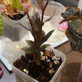 Photo of the plant species Begonia 'Julau' by @PositiveOnion18 named Homer on Greg, the plant care app