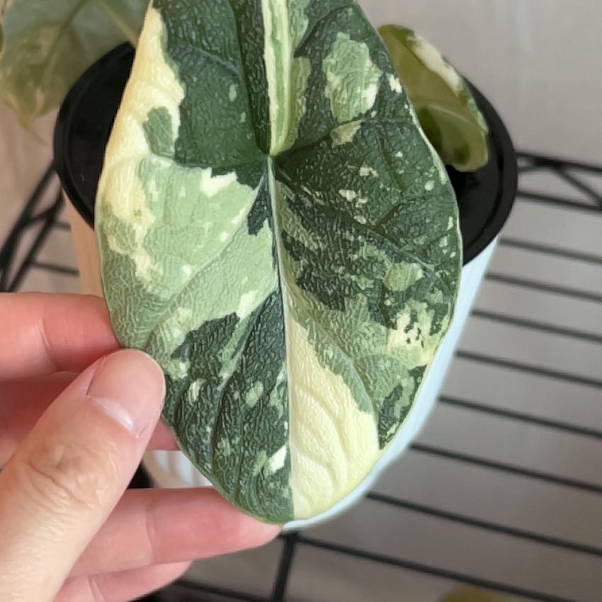 Photo of the plant species Alocasia 'Melo' Albo by @PositiveOnion18 named Terra on Greg, the plant care app