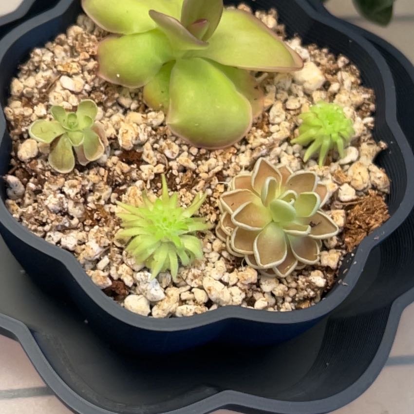 Photo of the plant species Mexican Butterwort by @PositiveOnion18 named Wall-E on Greg, the plant care app