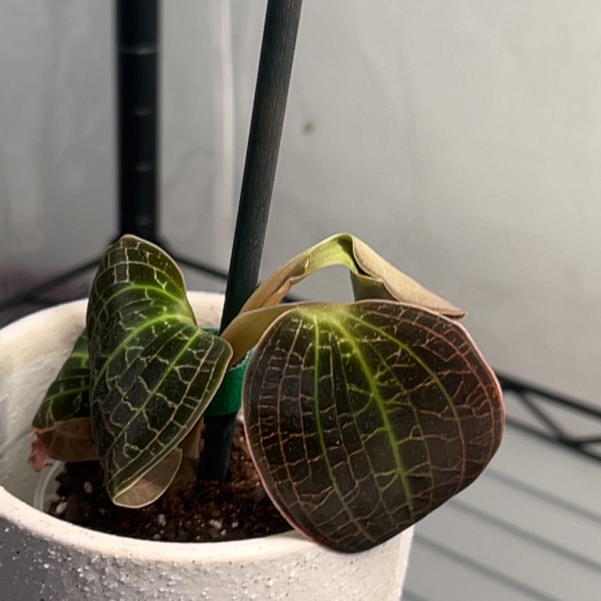 Photo of the plant species Anoectochilus albolineatus by @PositiveOnion18 named Elle on Greg, the plant care app