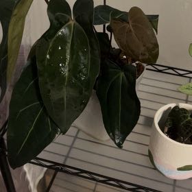 Photo of the plant species Anthurium Fat Mama X Carla X Forgetii by @PositiveOnion18 named carla (unknown) x aos on Greg, the plant care app