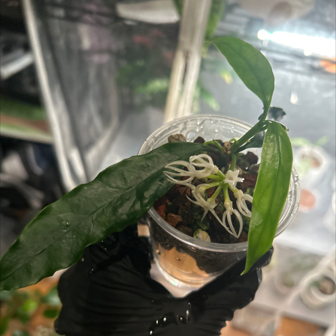 Photo of the plant species Hoya decipulae by @PositiveOnion18 named Marley on Greg, the plant care app