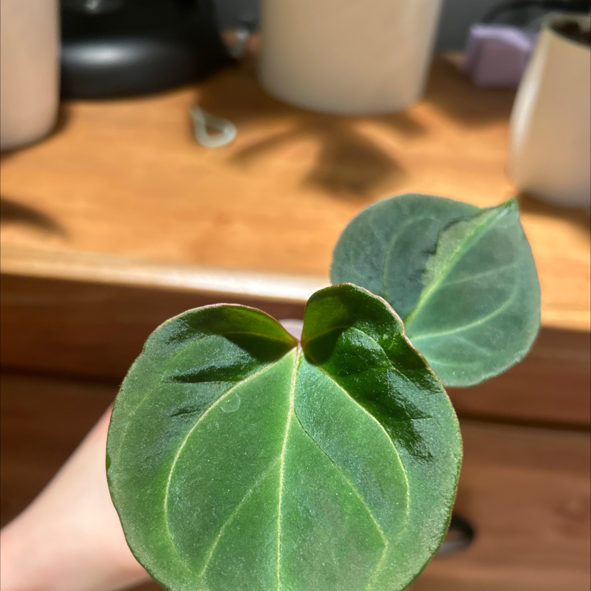 Photo of the plant species Anthurium King of Spades by @PositiveOnion18 named Hu on Greg, the plant care app