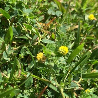 Black Medick plant in Somewhere on Earth