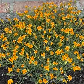 Photo of the plant species Dwarf Marigold by @BrainyMelon97 named Curie on Greg, the plant care app