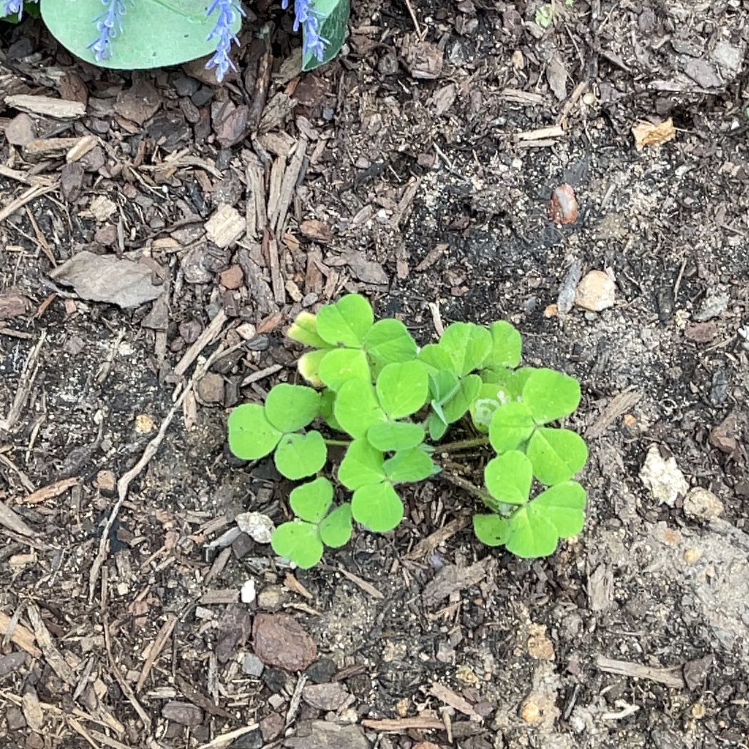 Photo of the plant species European Woodsorrel by @FunTagetes56 named Sanders on Greg, the plant care app
