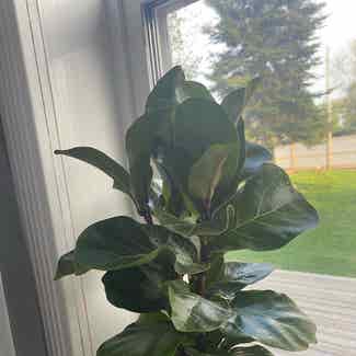 Fiddle Leaf Fig plant in Sioux Lookout, Ontario