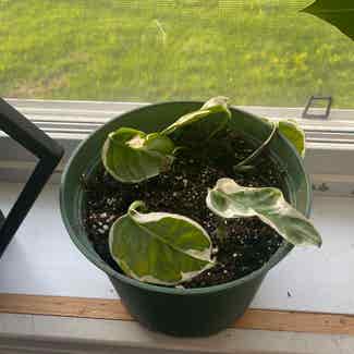 Pearls and Jade Pothos plant in Sioux Lookout, Ontario