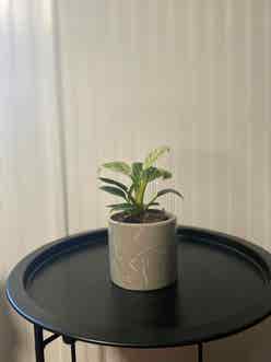 Philodendron Birkin plant