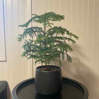 Norfolk Island Pine plant in Sioux Lookout, Ontario